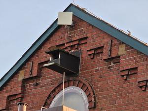 Turmfalken am Haus